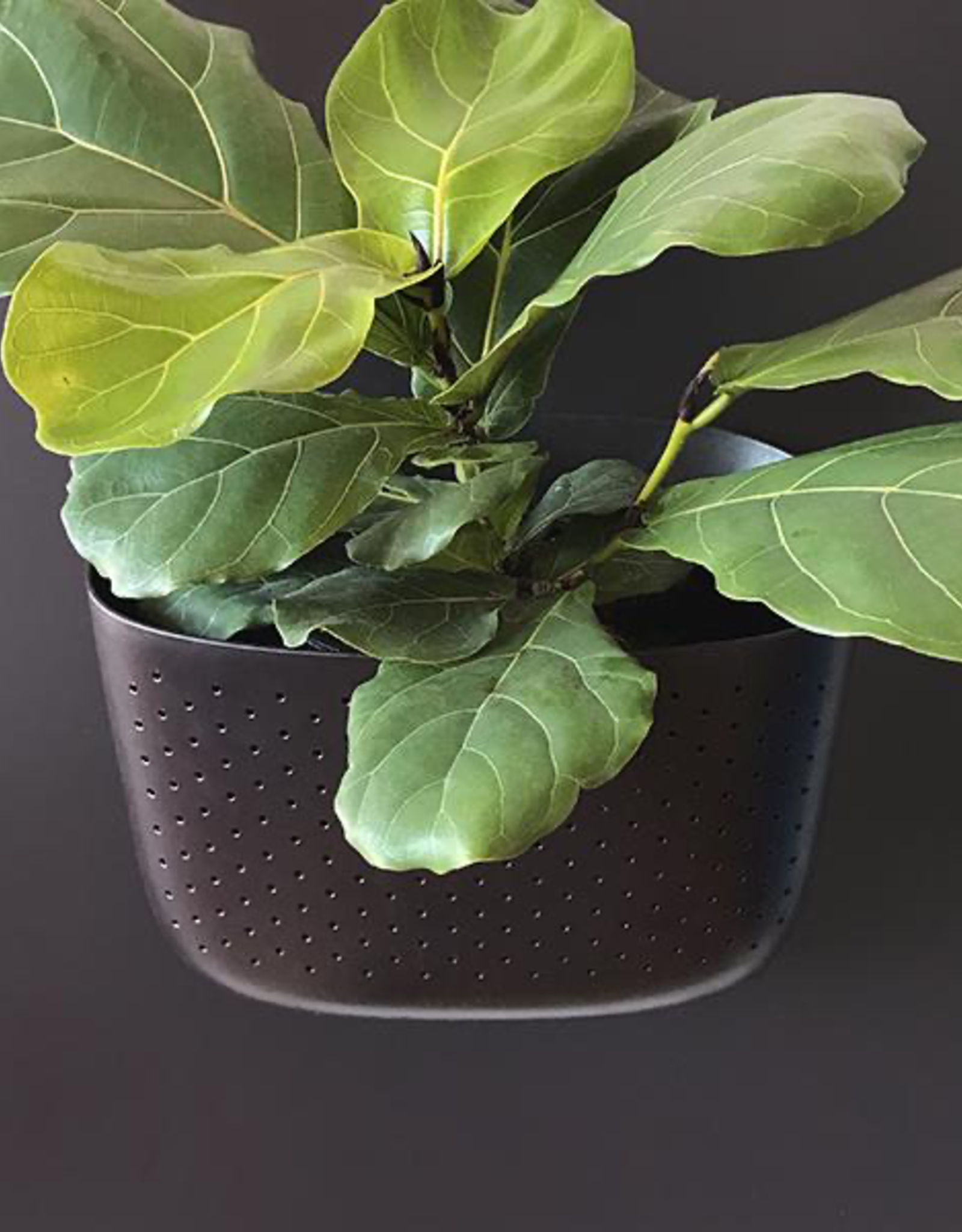 Wall Planter - Espresso