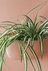 Wall Planter - Rose