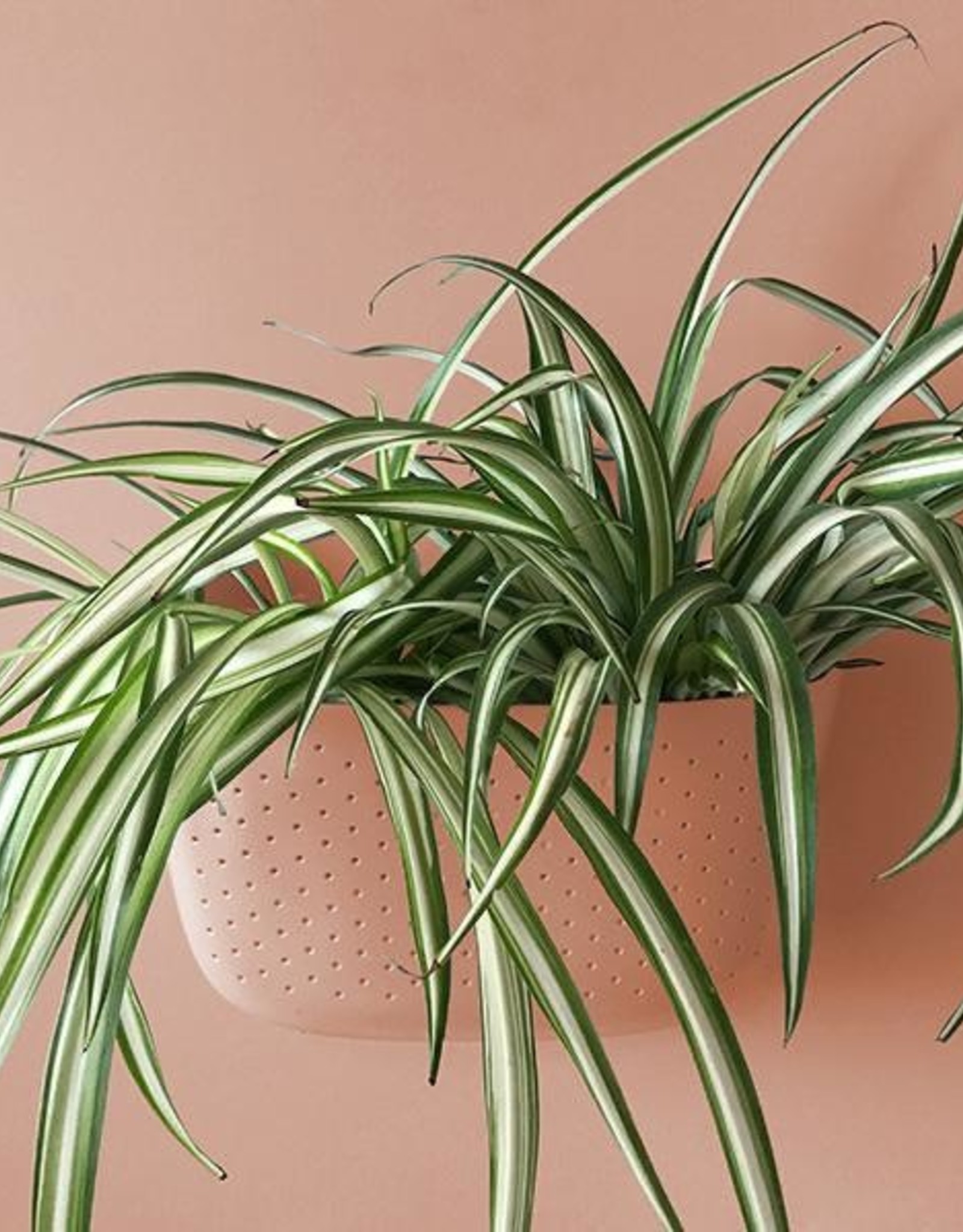 Wall Planter - Rose