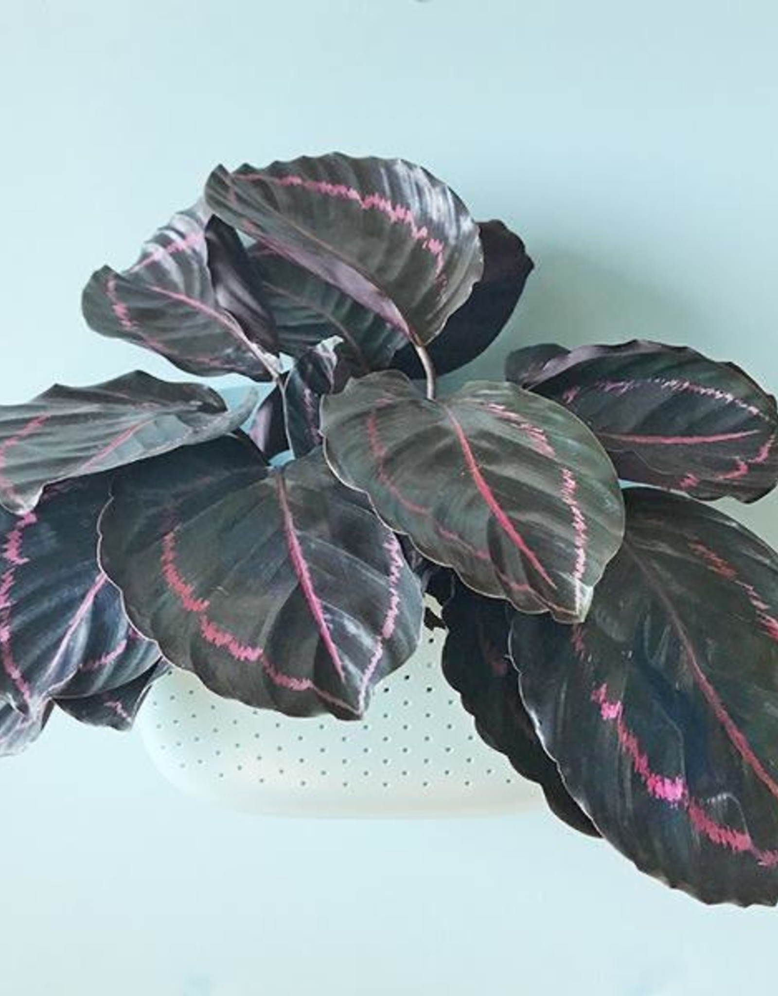 Wall Planter - Spa