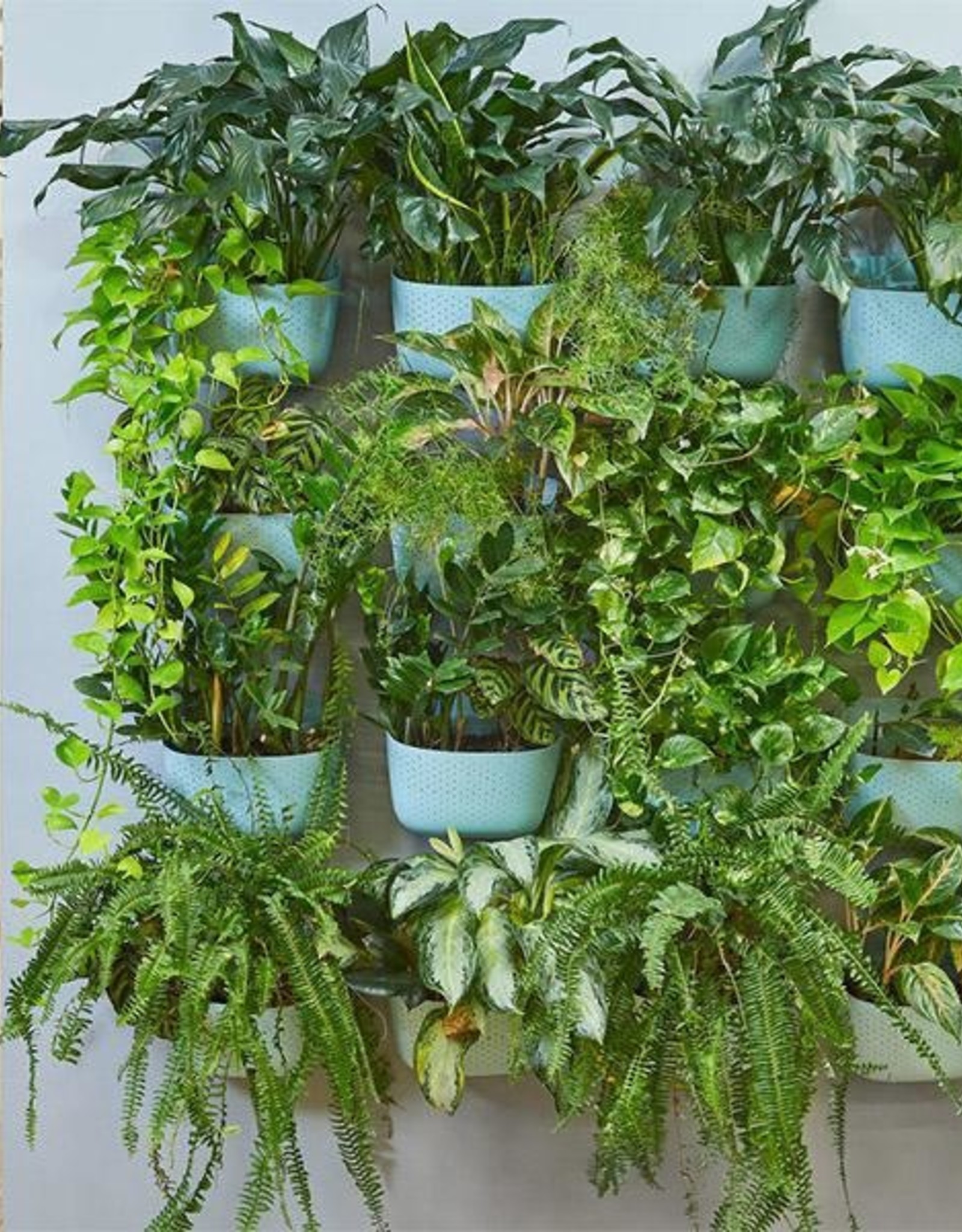 Wall Planter - Spa