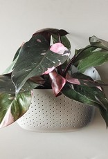 Wall Planter - Stone
