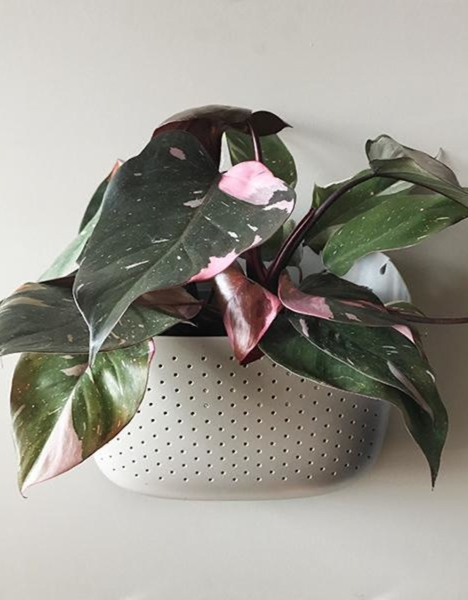 Wall Planter - Stone