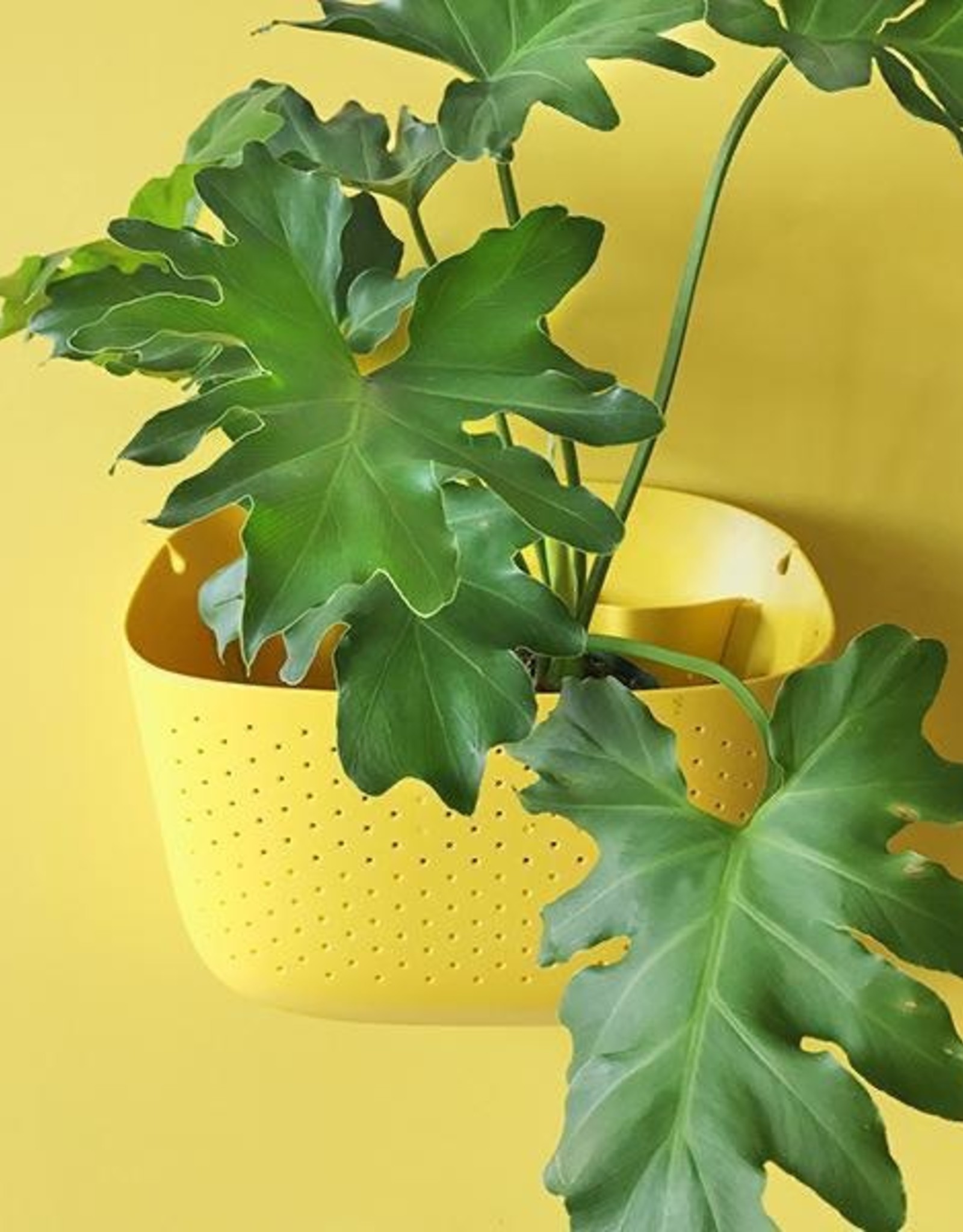 Wall Planter - Sunflower