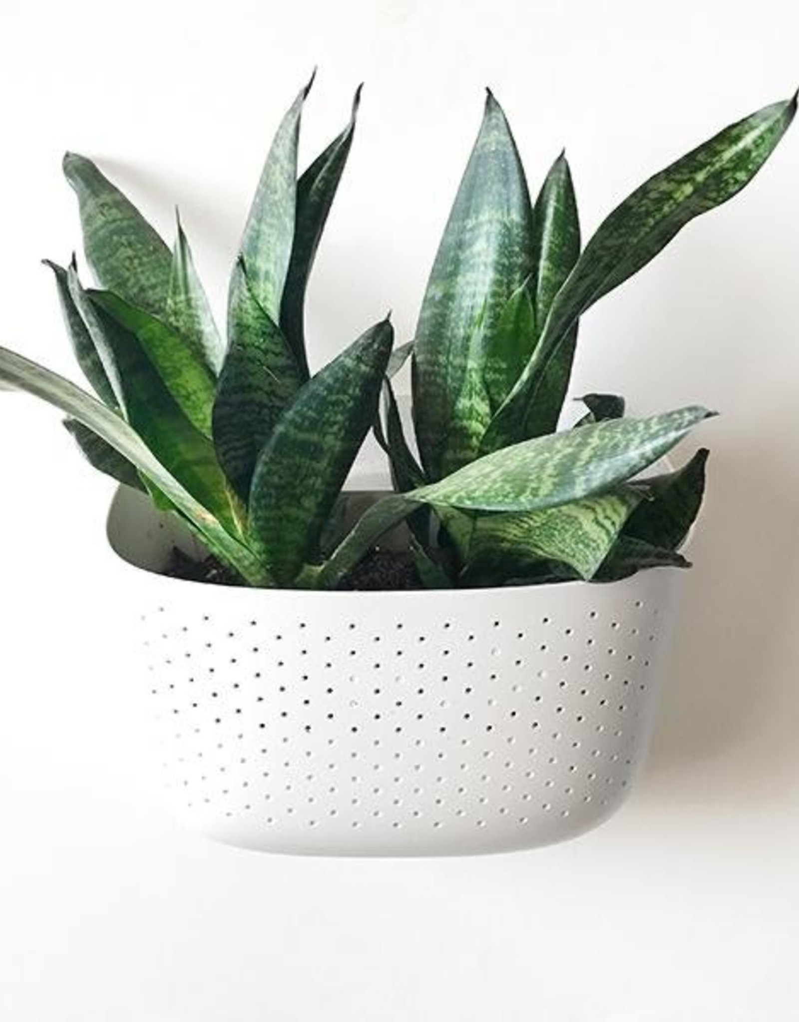 Wall Planter - White