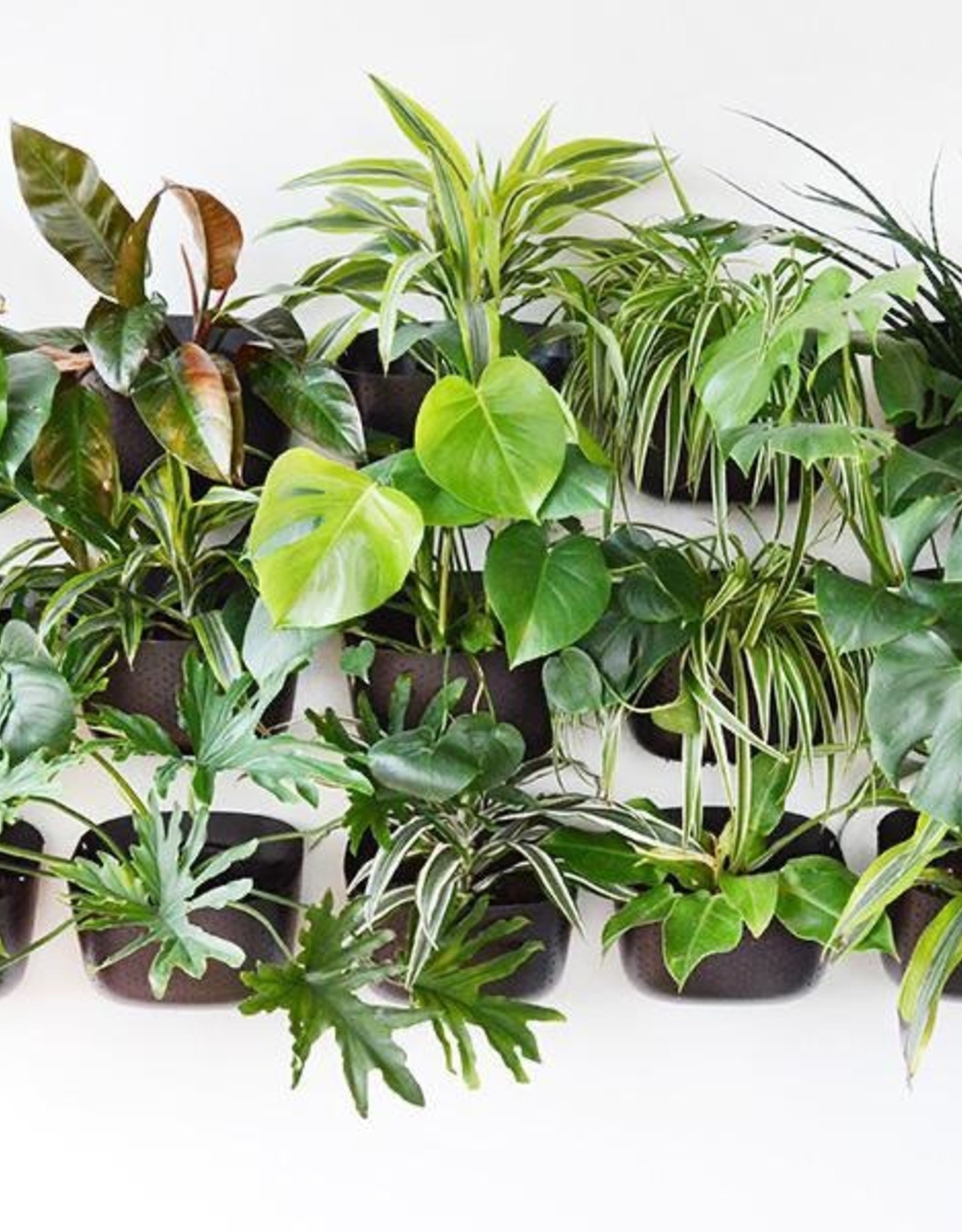Wall Planter - Espresso