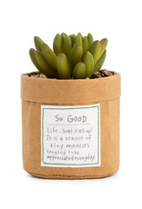 Plant Kindness  - So Good