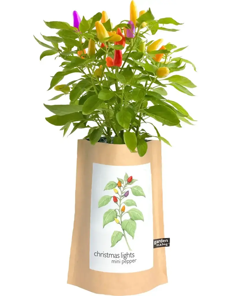 Garden in A Bag | Christmas Lights Peppers