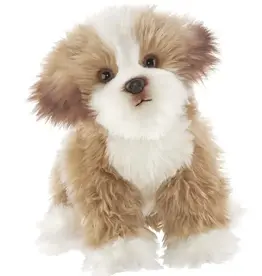 Murphy the Maltipoo