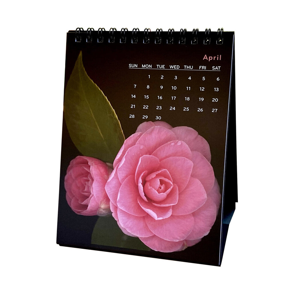 Positive Desk Calendar 2024 Belia Carolyn