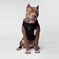 Canada Pooch The Everything Harness