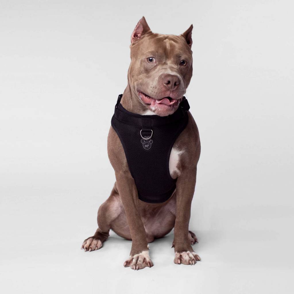 Canada pooch hot sale the everything harness