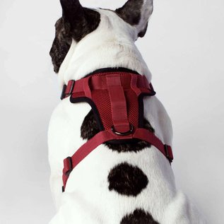 Canada Pooch The Everything Harness