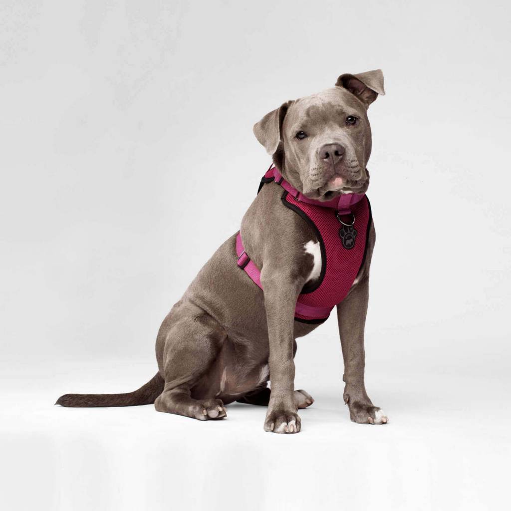 Canada top pooch harness