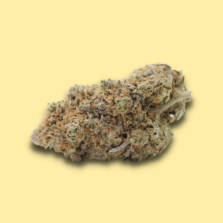 Rainbow // OZ Special