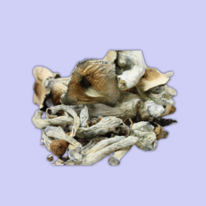 Chill Chill - Penis Envy Psilocybin Mushrooms