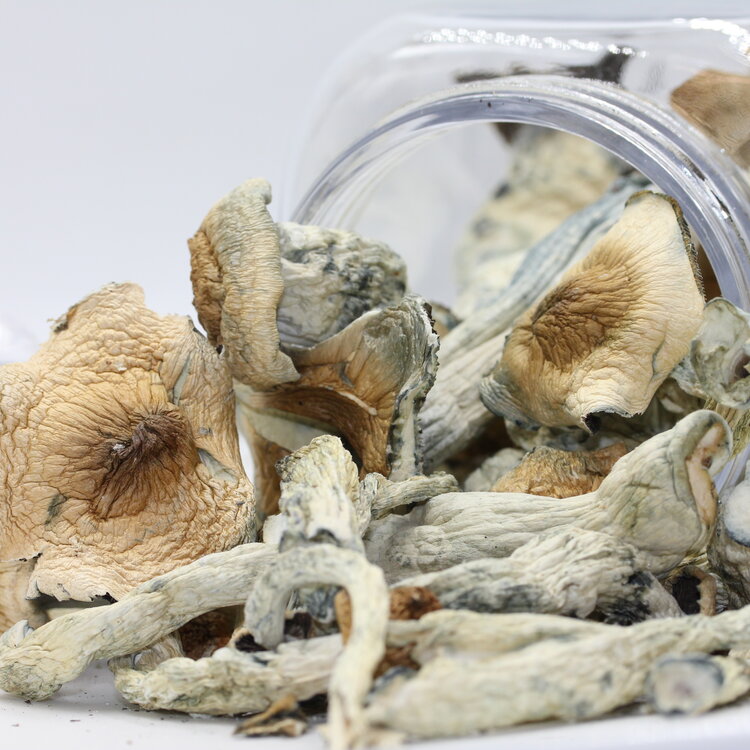 Chill Chill - Penis Envy Psilocybin Mushrooms