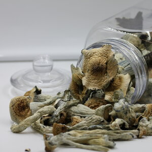 Chill Chill - Penis Envy Psilocybin Mushrooms