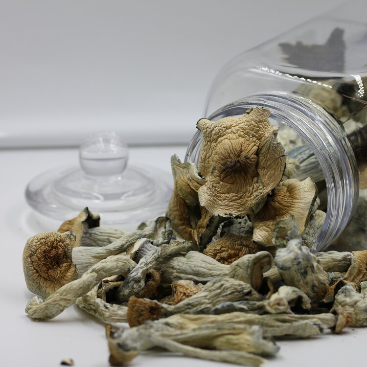 Chill Chill - Penis Envy Psilocybin Mushrooms