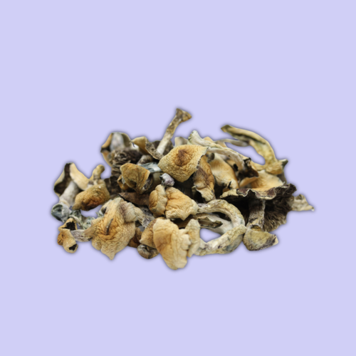 Chill Golden Teacher Psilocybin Mushrooms