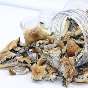 Chill Chill - Golden Teacher Psilocybin Mushrooms