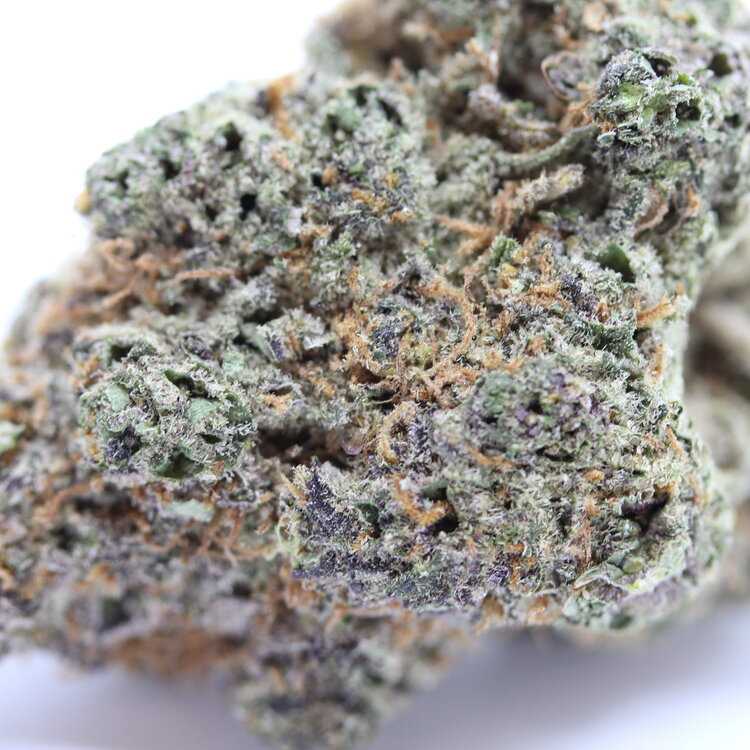 Gelato // OZ Special