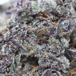 God Lemon // OZ Special