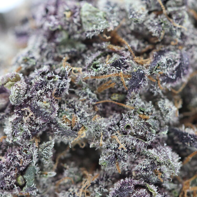 God Lemon // OZ Special