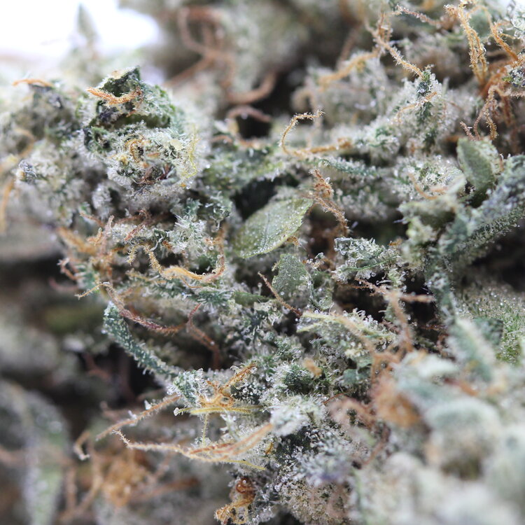 Lindsay OG // OZ Special