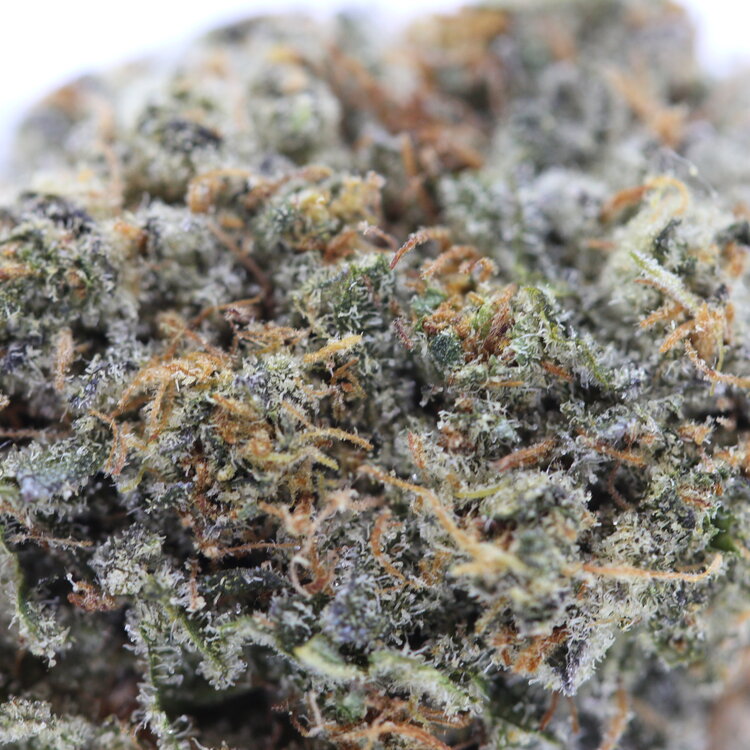 Cherry Gas // OZ Special