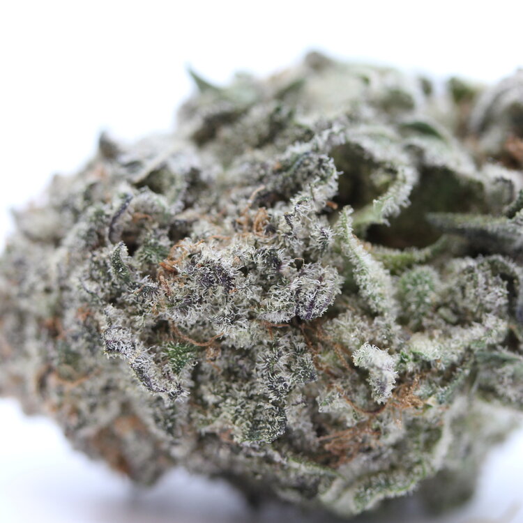 Blackberry // OZ Special