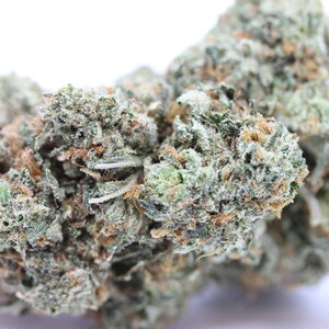 Tuna Breath // OZ Special
