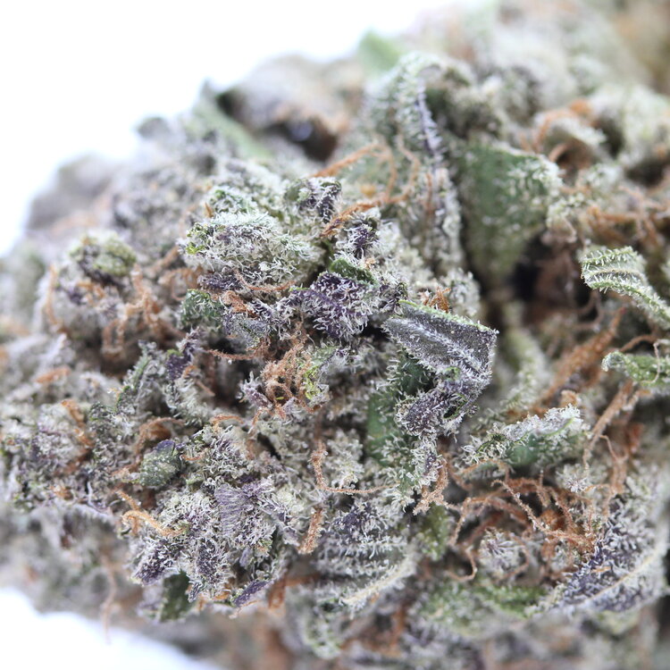 Rainbow // OZ Special