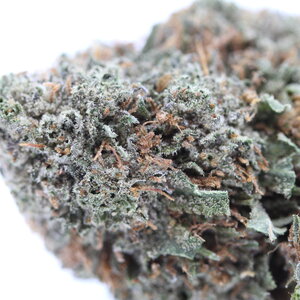 Rockstar // OZ Special