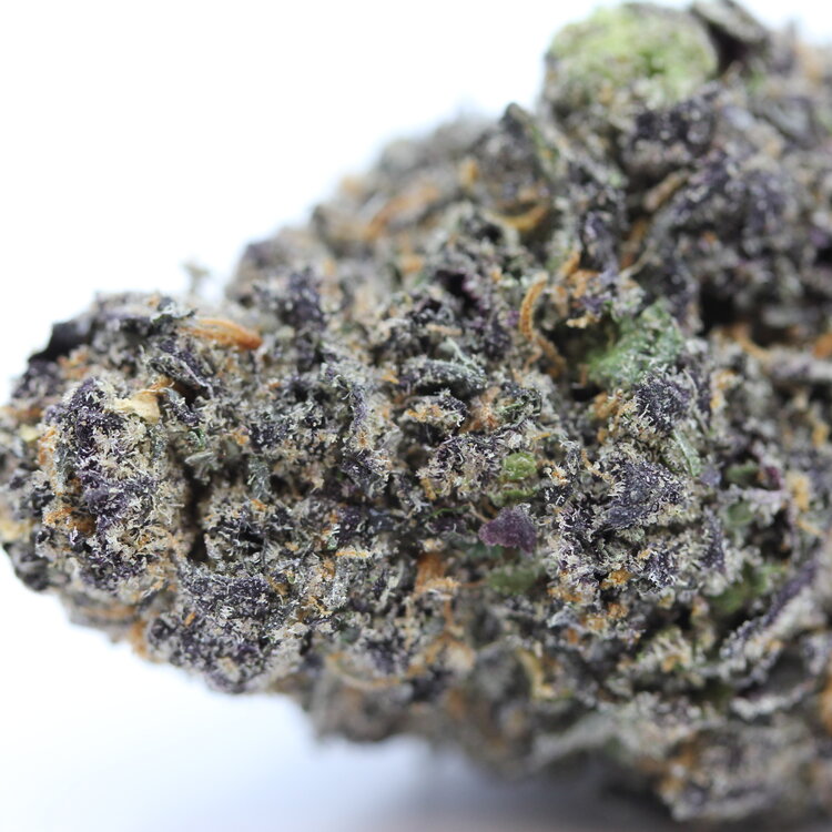 Black Domina // OZ Special