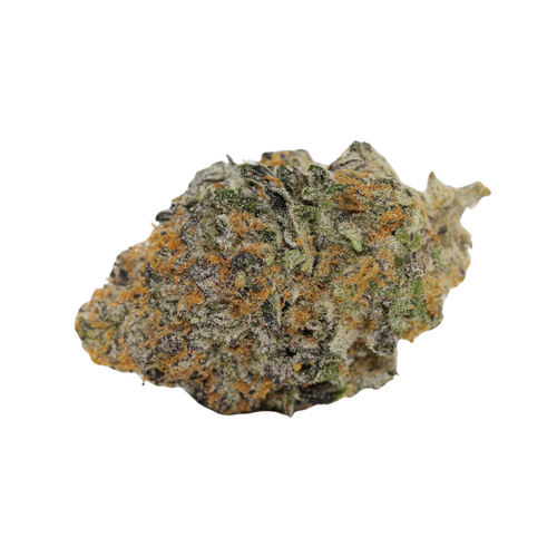 Jigglers // OZ Special