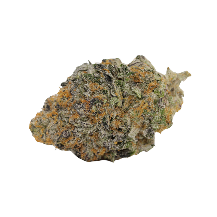 Jigglers // OZ Special