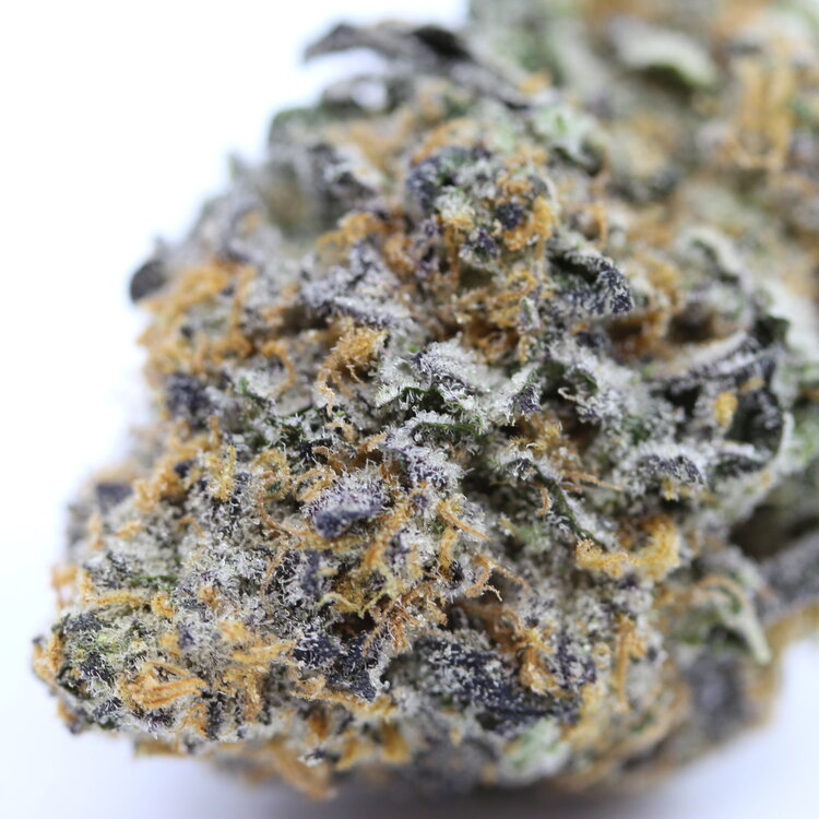 Jigglers // OZ Special