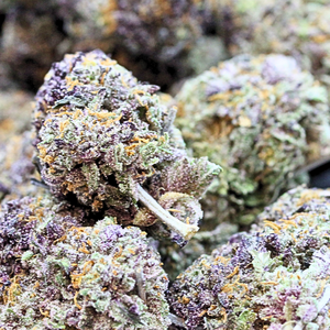 Jungle Mints // OZ Special