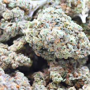 Bubblegum // OZ Special