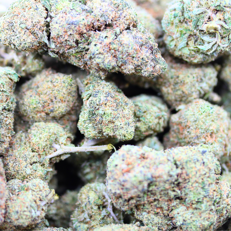 Grapefruit // OZ Special