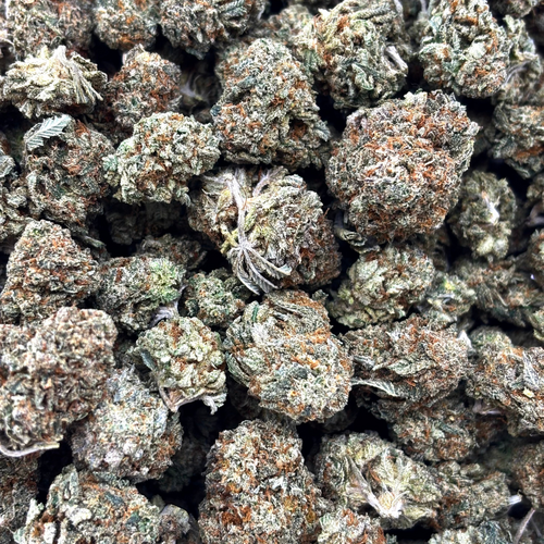 Popcorn Pink Gary // OZ Special (Tier A Popcorn)