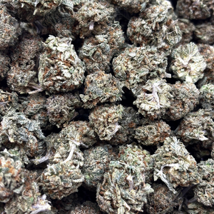 Popcorn Pink Gary // OZ Special (Tier A Popcorn)