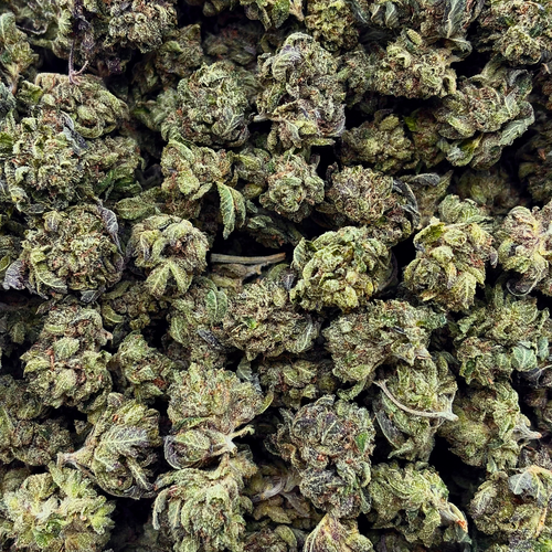 Popcorn Pink Panties // OZ Special
