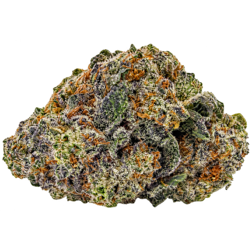 King Louie XIII // OZ Special