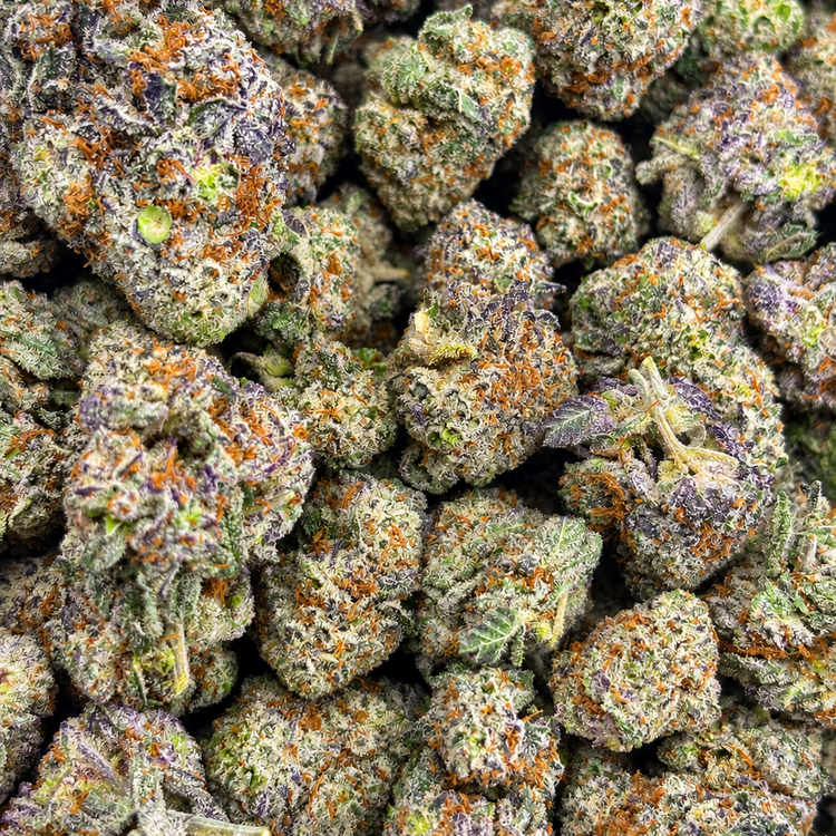 King Louie XIII // OZ Special
