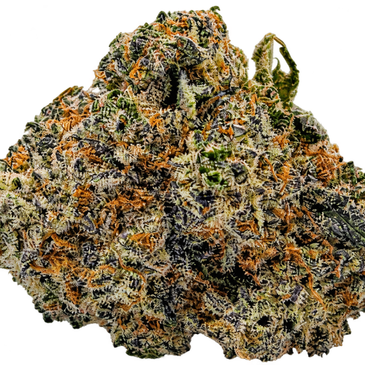 Space Monkey // OZ Special
