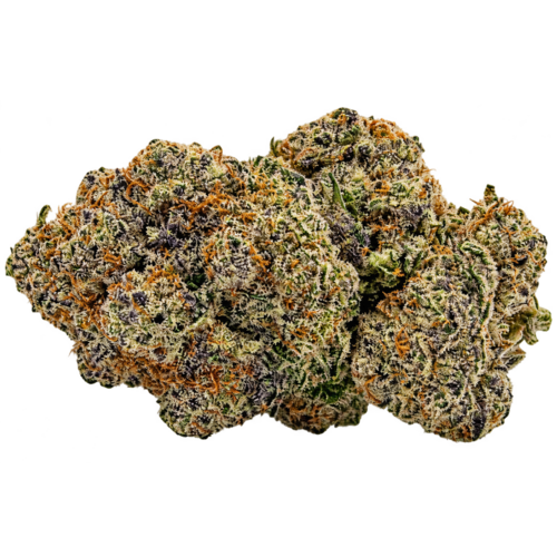 Tropicanna // OZ Special