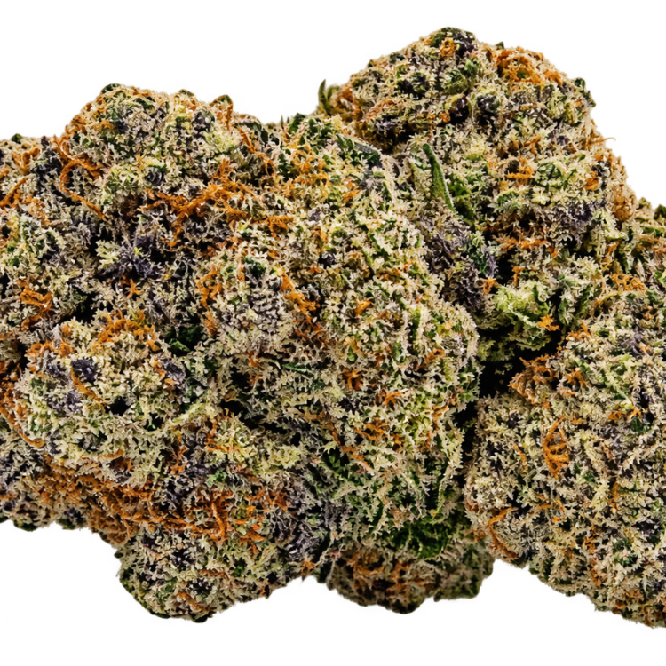 Tropicanna // OZ Special