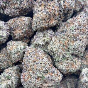Tropicanna // OZ Special